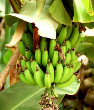 Image Credit: Enzik
Urheberrechte: Creative Commons Share Alike Unported 3.0
Quelle: http://commons.wikimedia.org/wiki/File:Bananas_-_Morocco.jpg Kontaktbild