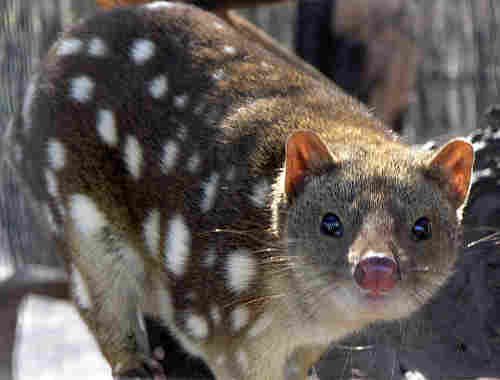 Source: http://en.wikipedia.org/wiki/File:SpottedQuoll_2005_SeanMcClean.jpg Author: Sean McClean License: GNU Free Documentation License v 1.2 or later Spotted Quoll