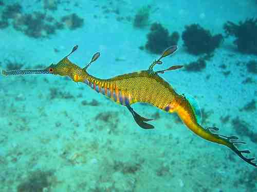 Source: http://en.wikipedia.org/wiki/File:Phyllopteryx_taeniolatus1.jpg Author: Richard Ling License: GNU Free Documentation License v 1.2 or later Phyllopteryx