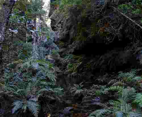 Source: http://commons.wikimedia.org/wiki/File:Rainforest,bluemountainsNSW.jpg Author: Adam J.W.C. License: GNU Free Documentation License Rain Forest Blue Mountains